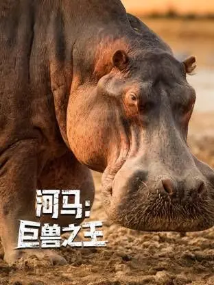 《河马：巨兽之王》震撼来袭！揭秘非洲霸主的生存法则与残酷争斗
